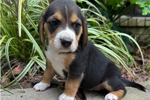 Flynn - Beagle for sale