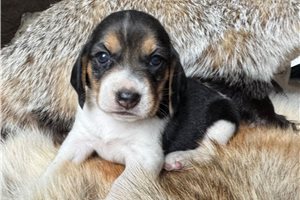 Fern - Beagle for sale