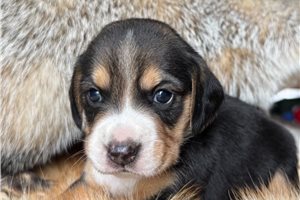 Flynn - Beagle for sale