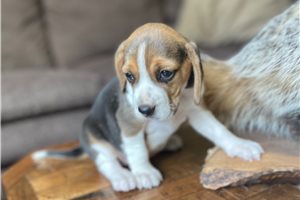 Kyra - Beagle for sale