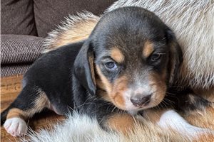 Fudge - Beagle for sale