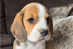 Margaret - Beagle for sale