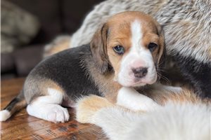 Scooter - Beagle for sale