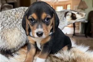 Fudge - Beagle for sale