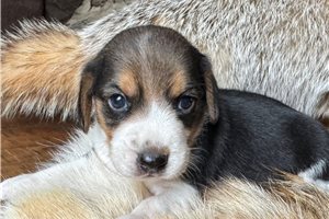 Fitzgerald - Beagle for sale