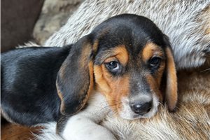 Forrest - Beagle for sale