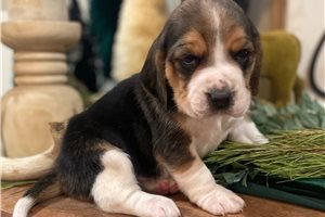 Sammy - Beagle for sale