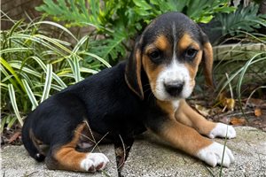 Flynn - Beagle for sale
