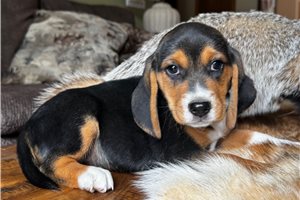 Fudge - Beagle for sale