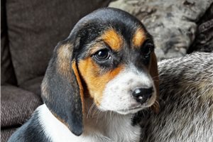 Fern - Beagle for sale