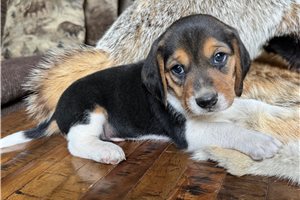 Forrest - Beagle for sale