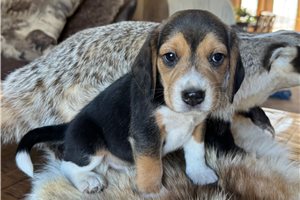 Michael - Beagle for sale