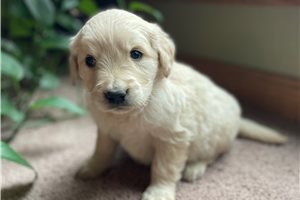 Cecelia - puppy for sale
