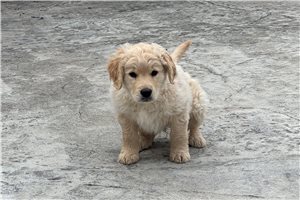 Noah - Golden Retriever for sale