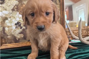 Miles - puppy for sale