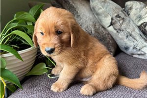 Donald - Golden Retriever for sale
