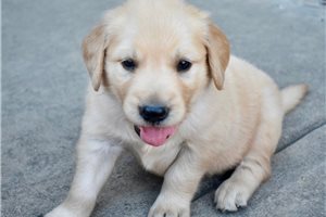 Corbin - Golden Retriever for sale