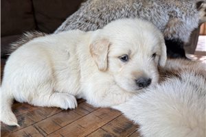 Ennis - Golden Retriever for sale
