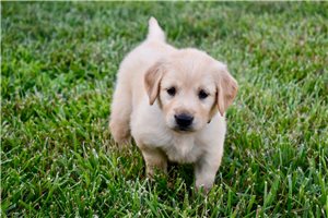 Cecile - puppy for sale