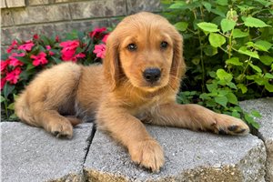 Drew - Golden Retriever for sale