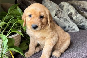 Darius - puppy for sale