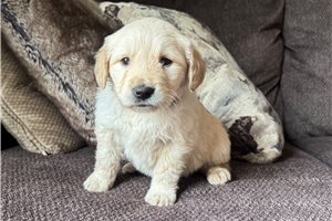 Nora - puppy for sale