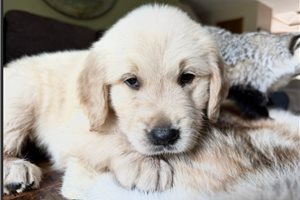 Cosmo - Golden Retriever for sale