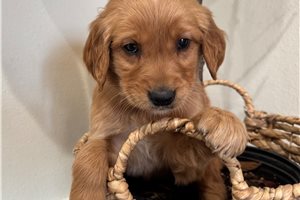Denna - Golden Retriever for sale