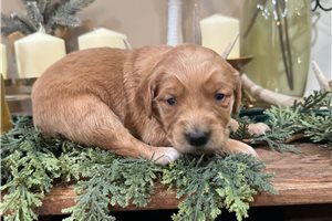 DeeDee - puppy for sale