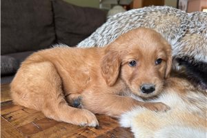 Dawson - Golden Retriever for sale