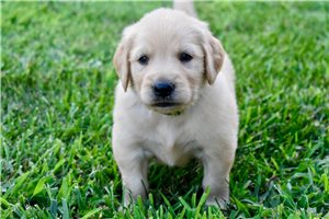 Corbin - puppy for sale