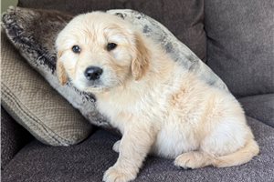 Maverick - Golden Retriever for sale