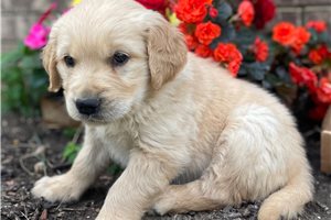 Chip - puppy for sale