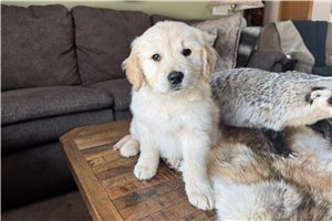 Nathan - puppy for sale