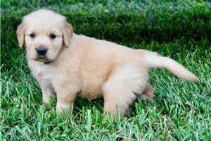 George - Golden Retriever for sale
