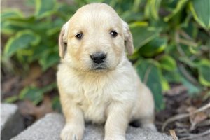 Macy - puppy for sale