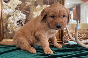 Dean - Golden Retriever for sale