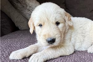 Emerson - puppy for sale