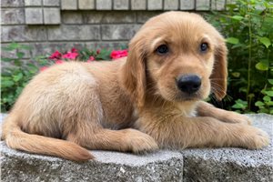 Darius - Golden Retriever for sale