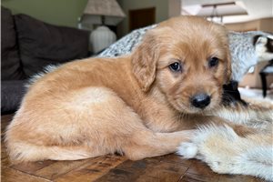 Darius - Golden Retriever for sale