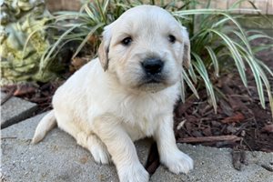 Nolan - puppy for sale