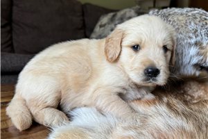 Elway - puppy for sale