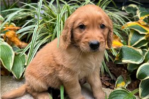 Drew - Golden Retriever for sale