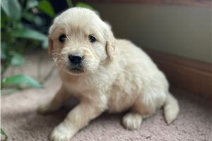Cadance - puppy for sale