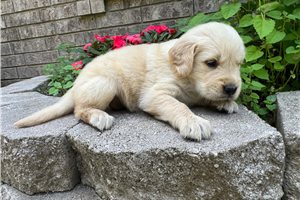 Evie - puppy for sale