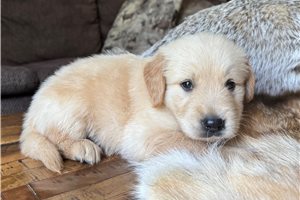 Elon - puppy for sale
