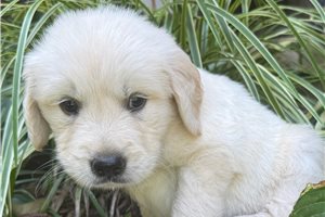 Ennis - Golden Retriever for sale