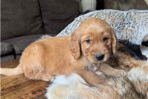 Drew - Golden Retriever for sale