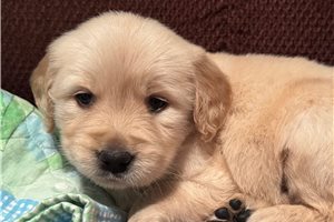 Melanie - puppy for sale