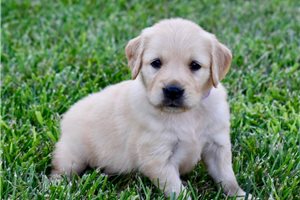 Celeste - puppy for sale